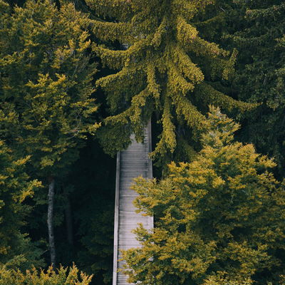 Weg im Bayerischen Wald
