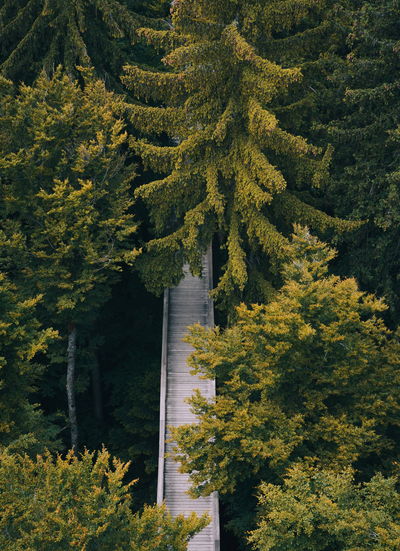 Weg im Bayerischen Wald